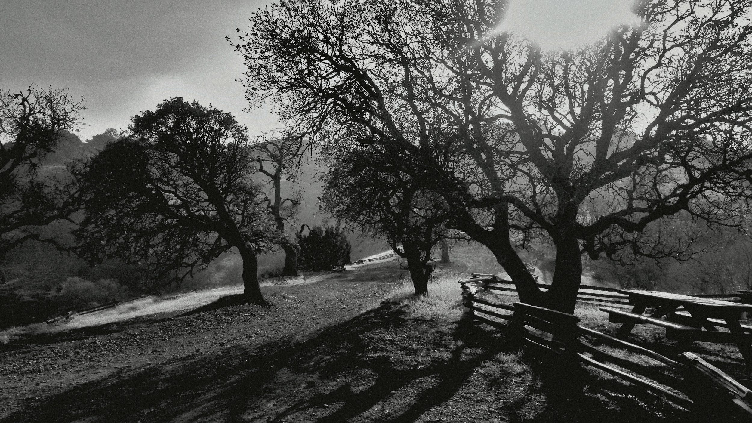Black and white photograph of a dirt path with leafless trees and wooden fences, with the sun shining through the branches.