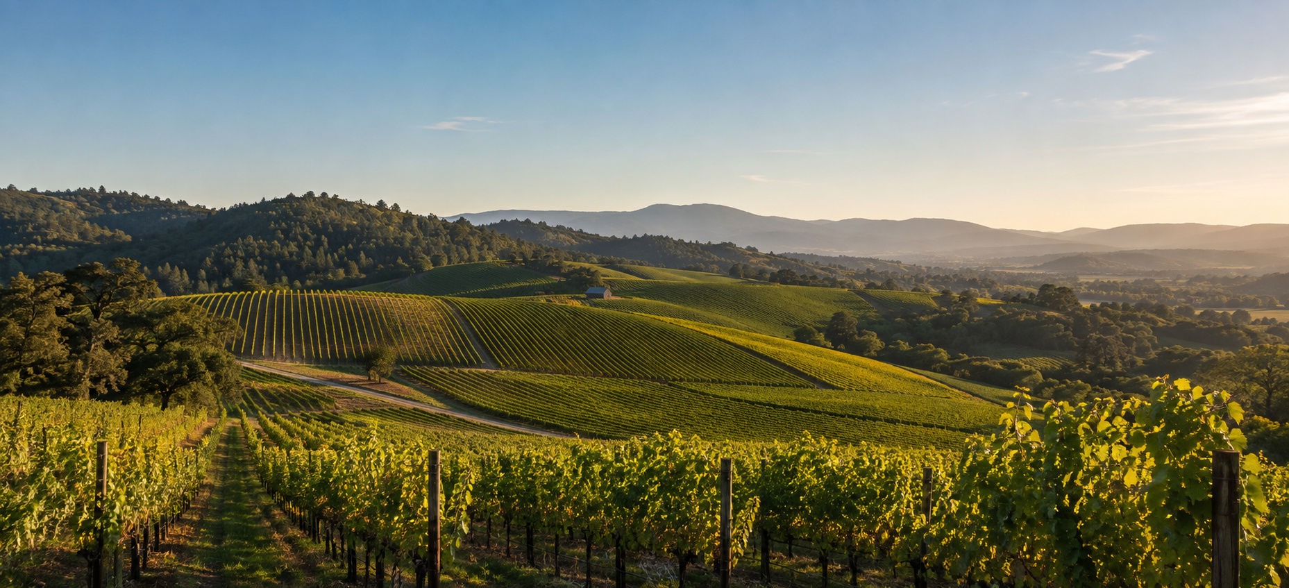 Vineyards in the Russian River Valley near Duchamp Healdsburg.