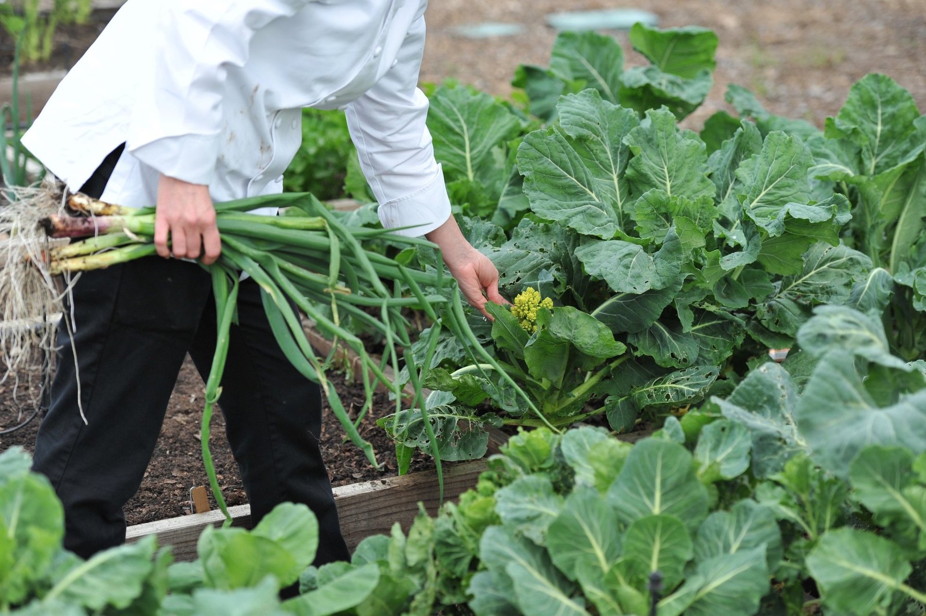 A chef of Chef L Culinary gathering spring onions and greens in the garden.