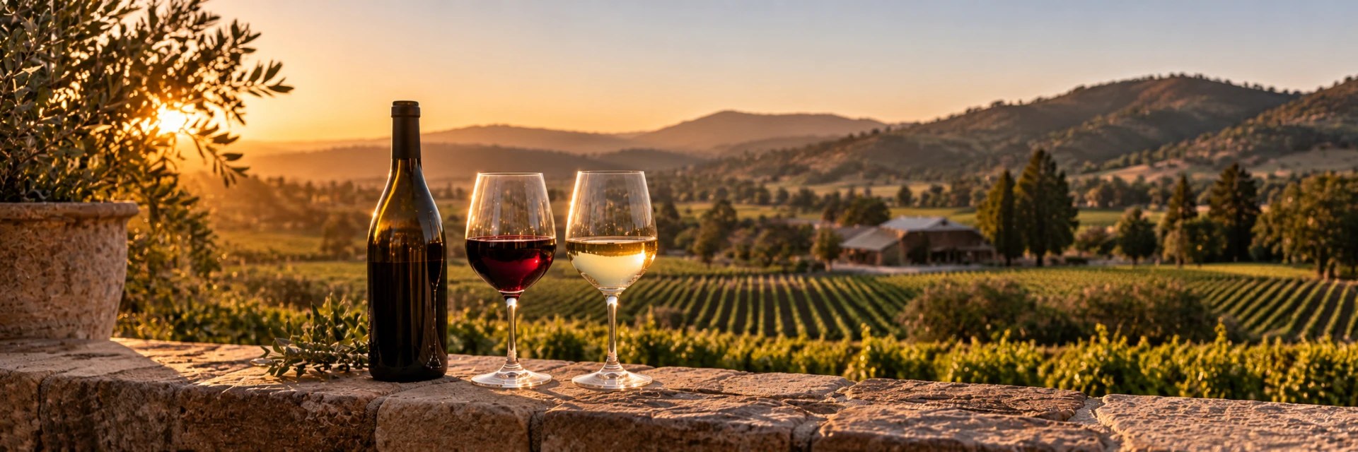 Vineyards at dusk near Healdsburg.