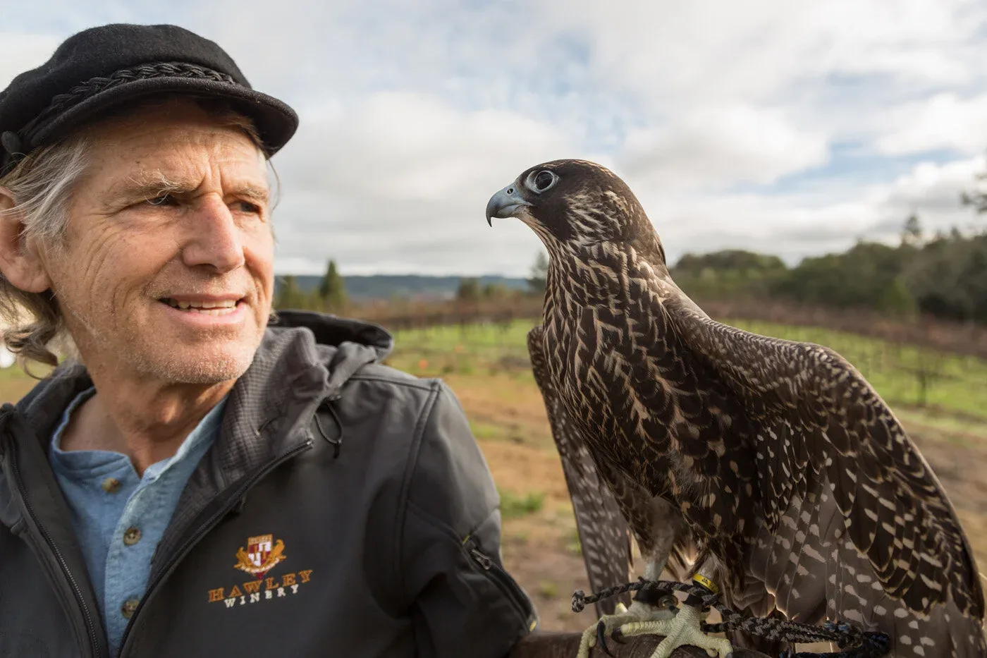 Falconry